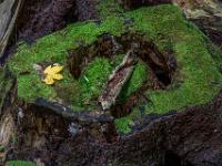 Einzelnes gelbes Ahornblatt auf großem, bemoostem Baumstumpf